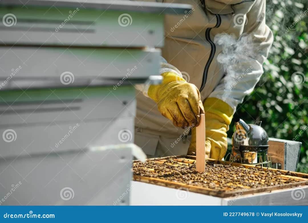 Jak wywabić pszczoły z komina: 5 skutecznych i bezpiecznych metod