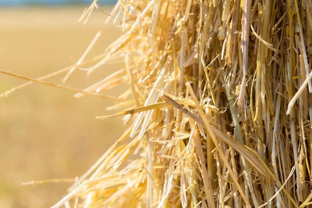 Jak zrobić pellet ze słomy: 7 kroków do domowej produkcji